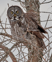 Great Grey Owl