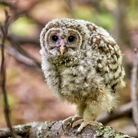 Barred Owl