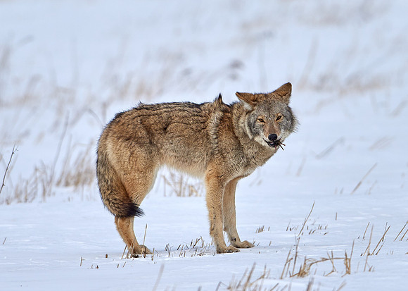 Eastern Wolf
