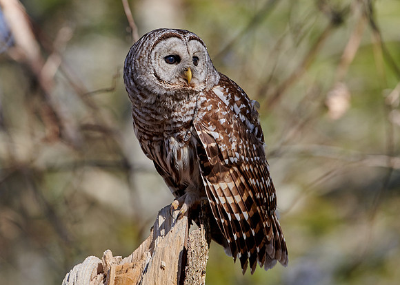 Barred Owl