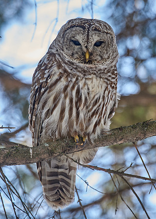 Barred Owl