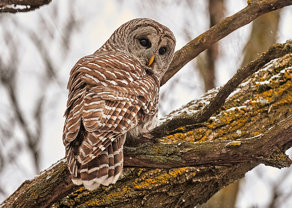 Barred Owl