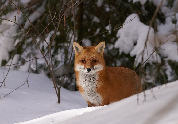 Red Fox