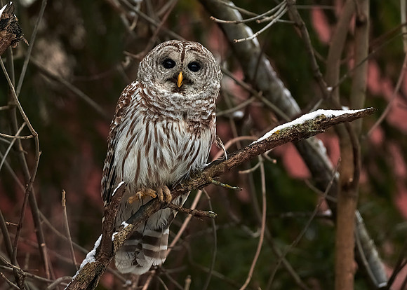 Barred Owl